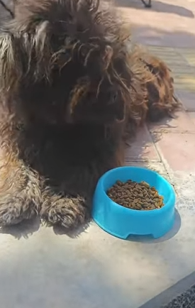 Their transformation is more than physical — it’s emotional, soulful, and pure. Watch what happens when kindness finds a lost soul (Part 2)