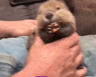 Castores rescatados (Part 2)