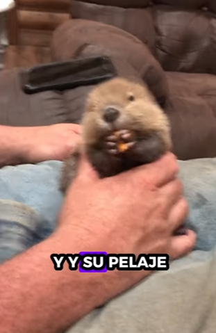 Castores rescatados (Part 2)