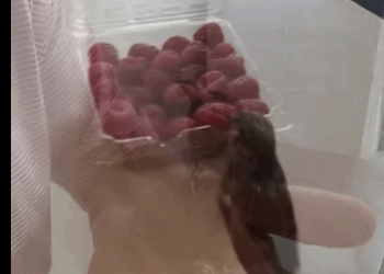 Gorriones de rescate (Part 2)