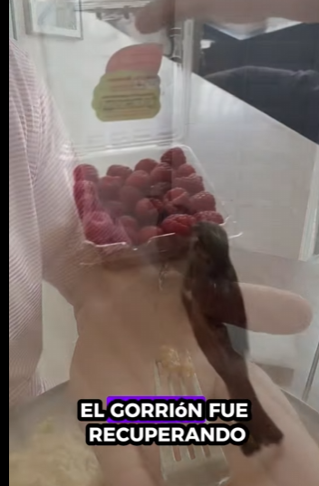 Gorriones de rescate (Part 2)