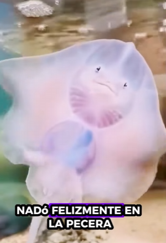 Salva las mantarrayas (Part 2)