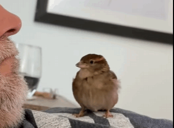 Gorriones de rescate (Part 2)