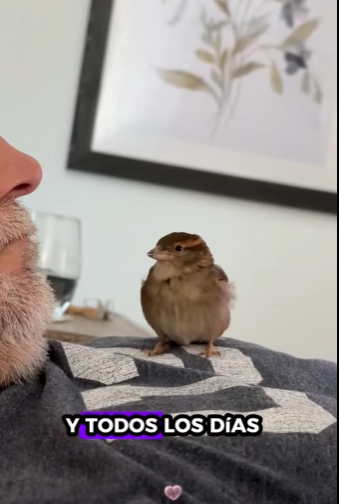 Gorriones de rescate (Part 2)