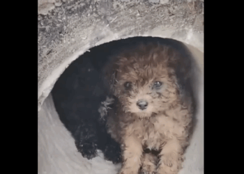 Nadie nos ama solo porque somos perritos callejeros #subscribe #shorts #virals part2