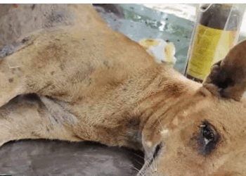 Pregnant Mother Dog Victim of Road Accident, All Pups Died in Belly._part2