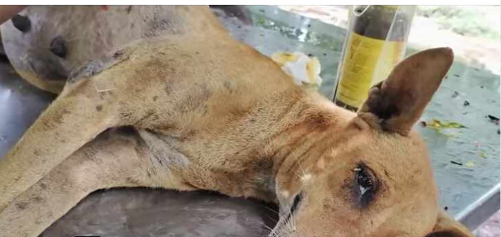 Pregnant Mother Dog Victim of Road Accident, All Pups Died in Belly._part2