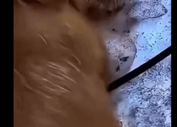 “Me abandonaron en la nieve… y mi pequeño cuerpo ya no aguantaba más” (Part 2)