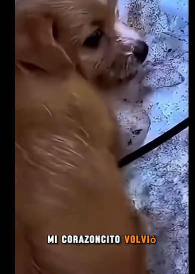 “Me abandonaron en la nieve… y mi pequeño cuerpo ya no aguantaba más” (Part 2)