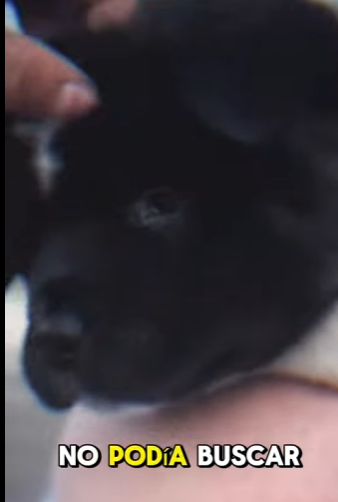 Nací y me tiraron como basura… pero alguien me salvó bajo la lluvia (Part 2)