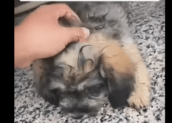 Pequeño perrito deambulaba por las calles en busca de refugio #subscribe ##shorts#virals part2