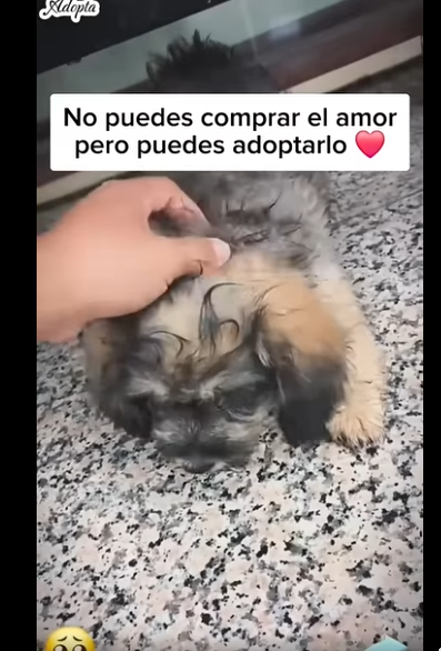 Pequeño perrito deambulaba por las calles en busca de refugio #subscribe ##shorts#virals part2