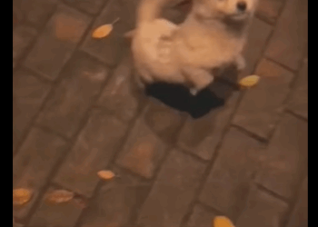 Perrito callejero deambulaba solitario #subscribe#shorts#virals part2