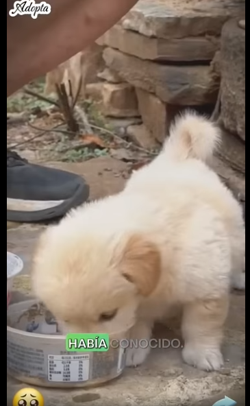 Este bebecito fue abandonado #subscribe#shorts#virals (1) part2