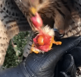 Salvando los halcones peregrinos (Part 2)