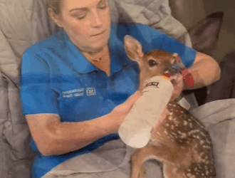 Rescate de ciervos (Part 2)