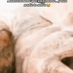 Mantecas sabe que va a morir y aún nadie lo salva (Part 2)