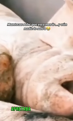 Mantecas sabe que va a morir y aún nadie lo salva (Part 2)