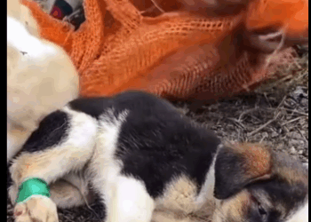 Los metieron dentro de una bolsa para que murieran en silencio..Pero Dios tenía otros planes (Part 2)