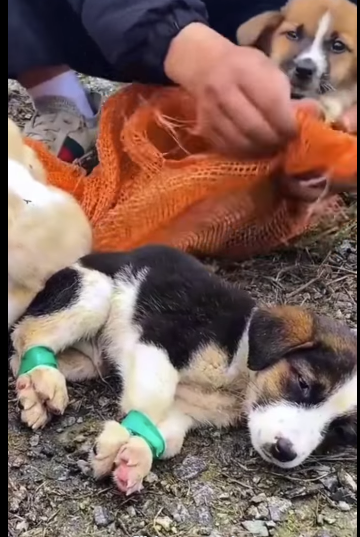 Los metieron dentro de una bolsa para que murieran en silencio..Pero Dios tenía otros planes (Part 2)