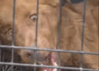 Rescue dog Who was found in dire situation serious rabies._part2