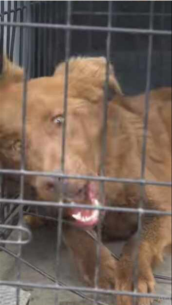 Rescue dog Who was found in dire situation serious rabies._part2