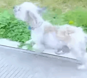 Every life matters, this little soul was scared, hungry, and alone. Thanks to rescuers, hope shines again. Let’s speak up for those who can’t (Part 2)