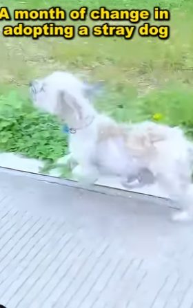 Every life matters, this little soul was scared, hungry, and alone. Thanks to rescuers, hope shines again. Let’s speak up for those who can’t (Part 2)