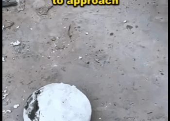 From fear to freedom. Watch how this abandoned dog learns to trust humans again. Love truly heals everything (Part 2)