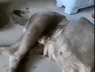 He was trapped for days, starving and terrified. But today, he’s free (Part 2)