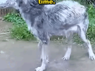 Not all heroes wear capes—some hold leashes, bandages, and hearts full of love (Part 2)