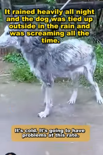 Not all heroes wear capes—some hold leashes, bandages, and hearts full of love (Part 2)