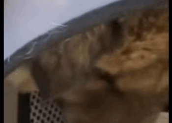 One rescue won’t change the world, but it changes that animal’s whole world  (Part 2)