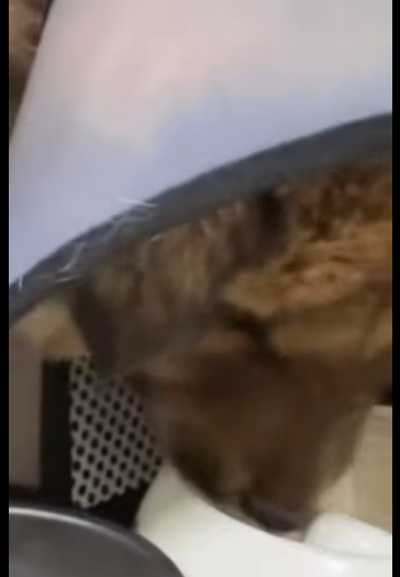 One rescue won’t change the world, but it changes that animal’s whole world  (Part 2)