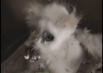 Perrito parece aver pasado por momentos muy difíciles #mascotas#shorts#virals part2