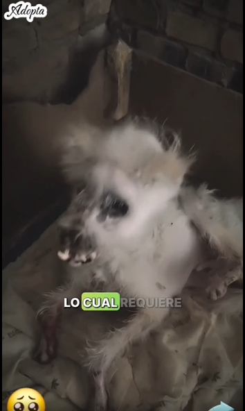 Perrito parece aver pasado por momentos muy difíciles #mascotas#shorts#virals part2