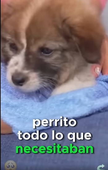 Perrito callejero buscaba algo que comer en la basura #subscribe#shorts#virals part2