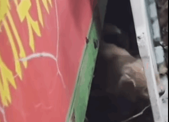 Perrito asustado se escondía bajo las carros #subscribe#shorts#virals part2