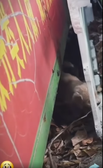 Perrito asustado se escondía bajo las carros #subscribe#shorts#virals part2