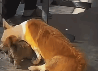 Perrita discapacitada pedía comida para su cachorrito #subscribe#shorts#virals part2