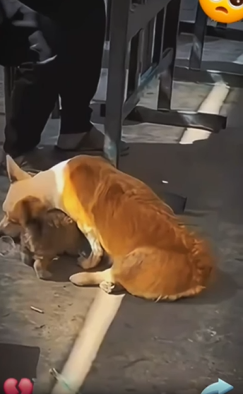 Perrita discapacitada pedía comida para su cachorrito #subscribe#shorts#virals part2