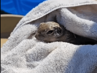 Ardillas de rescate (Part 2)