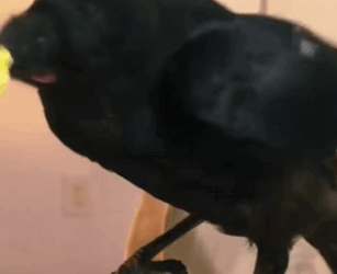 Rescatar los cuervos (Part 2)