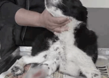 Rescue Dog who was victim of Hit Run part2