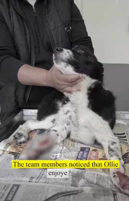 Rescue Dog who was victim of Hit Run part2