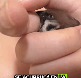 Gorriones de rescate (Part )