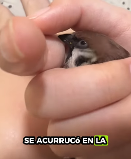 Gorriones de rescate (Part )