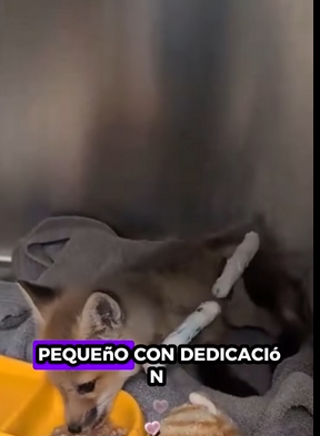 Rescata al zorro (Part 2)