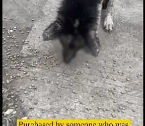 Rescued abandoned German shepherd who suffered burning, itching, pain due to dermatitis part2