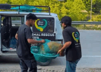 Stray Dog was hit By Car paralyzed due to spinal injury part2